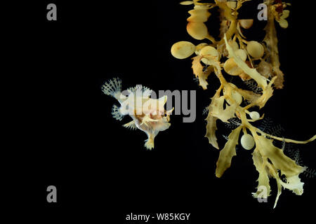 Sargassumfish (Histrio histrio) nuoto in larga gulfweed dentata (Sargassum fluitans) Sargassum comunità. Sargasso Sea, Bermuda. Foto Stock