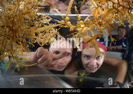 Gli scienziati guardando Sargassum alghe, con Comuni sargasso weed sulla sinistra (Sargassum natans) e ampio golfo di dente (erbaccia Sargassum fluitans) Sargasso Sea, Bermuda Foto Stock