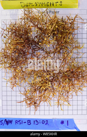 Comune di erbaccia sargasso (Sargassum natans) su un foglio di carta millimetrata durante la ricerca scientifica. Sargasso Sea, Bermuda Foto Stock