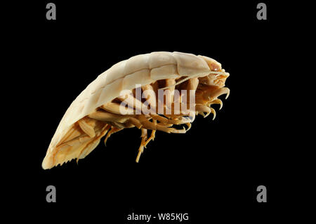 Deepsea gigante Isopod (Bathynomus giganteus), capretti campione, dal Golfo di Aden, Mare Arabico, Oceano Indiano a una profondità di 1318m. Foto Stock