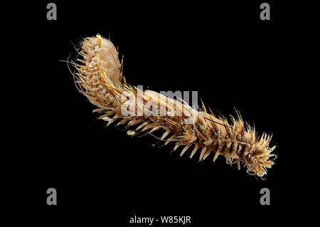 Scala gigante worm (Eulagisca gigantea) campione dal profondo mare oceano Antartico. Foto Stock