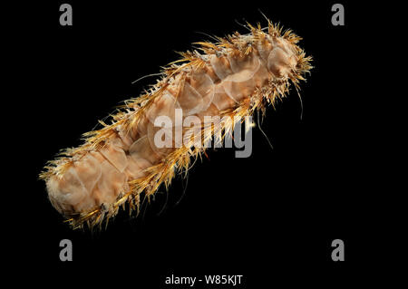 Scala gigante worm (Eulagisca gigantea) campione dal profondo mare oceano Antartico. Foto Stock