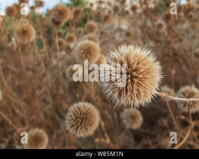 Fiori secchi di grande globo thistle. La crescita selvaggia fiori asciutti di Echinops sphaerocephalus. Foto Stock