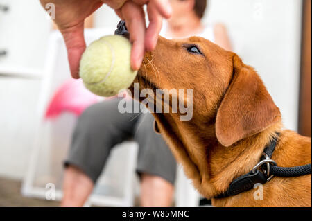 Bruna giovane labrador vuole giocare con una sfera Foto Stock