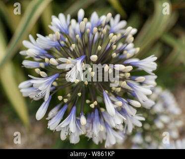 White agapanthus nei giardini di rocce di barene Foto Stock