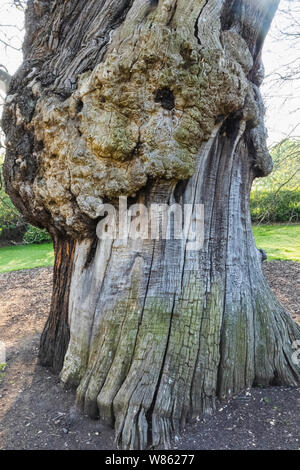 Inghilterra, Londra Greenwich, il parco di Greenwich, il tronco di quercia Foto Stock