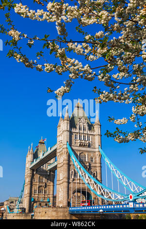 England, London, Tower Bridge and Cherry Blossom Foto Stock