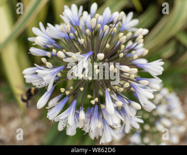 White agapanthus nei giardini di rocce di barene Foto Stock