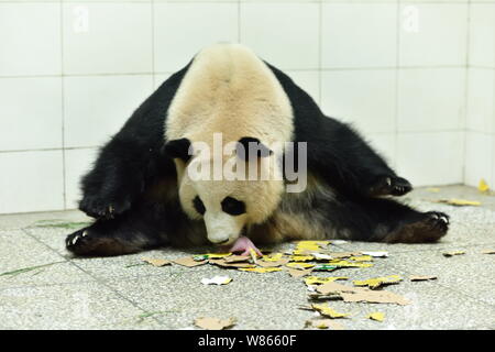 Il 10-anno-vecchio panda gigante " Xi Dou' si prende cura di uno dei panda gigante twin cubs, che erano il neonato più pesante panda gemelli poiché pesa hanno bee Foto Stock