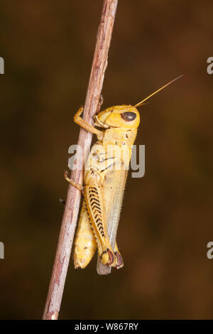 Grasshopper differenziale (Melanoplus differentialis), formulario giallo femmina. Foto Stock