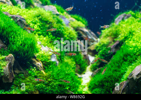 Chiudere il fuoco selettivo di Dwarf rasbora o Boraras maculatus o macro Boraras pesce con bellissime piante di acqua dolce in acquario pesci acquatici serbatoio, Foto Stock