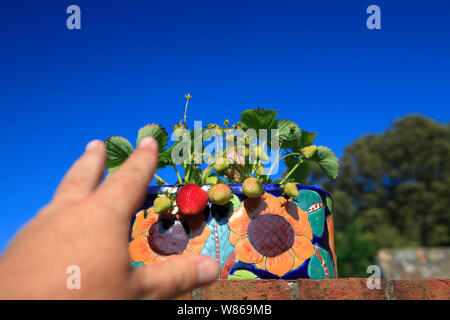 Incantevole perfettamente gustose fragole mature in estate il sole Foto Stock