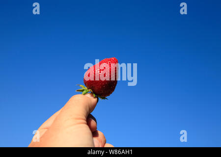 Incantevole perfettamente gustose fragole mature in estate il sole Foto Stock