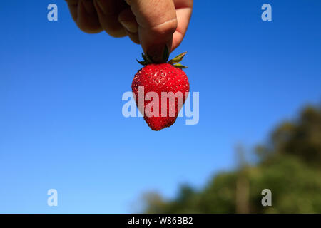 Incantevole perfettamente gustose fragole mature in estate il sole Foto Stock