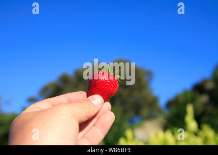 Incantevole perfettamente gustose fragole mature in estate il sole Foto Stock