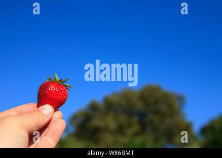 Incantevole perfettamente gustose fragole mature in estate il sole Foto Stock