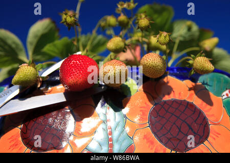 Incantevole perfettamente gustose fragole mature in estate il sole Foto Stock