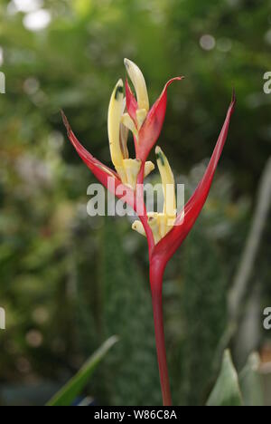 Closeup photo shoot di heliconia psittacorum Foto Stock