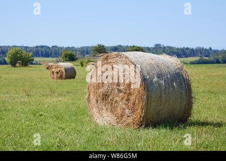 Rotoli di fieno su un campo rasata in una campagna in estate, il giorno chiaro Foto Stock