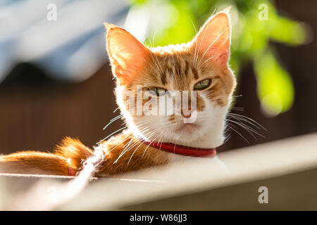 Carino bianco-rosso gatto in un colletto rosso rilassarsi in giardino, vicino, profondità di campo. Il gatto è fissando qualcosa. Foto Stock