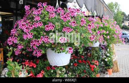 Pentola appesa al negozio di fiori Foto Stock