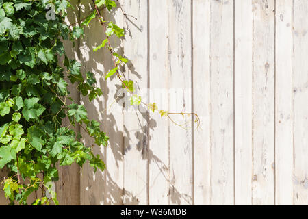 Bianco parete in legno con fresca uva verde rami che crescono su di essa, la foto di sfondo texture con spazio copia area sul lato destro Foto Stock