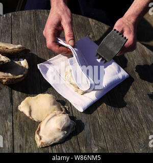 Guernsey Ormers - Frutti di mare della famiglia abalone - è preparato per essere cucinato in umido. Foto Stock