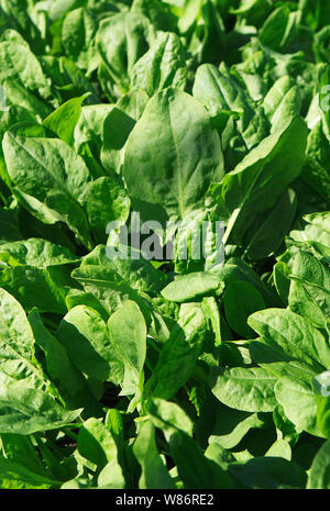 Il basilico herb piante che crescono in una serra commerciale Foto Stock