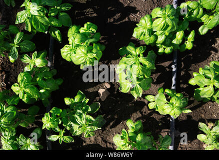 Il basilico herb piante che crescono in una serra commerciale Foto Stock