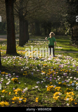 Un bambino corre attraverso un cerotto di crochi annunciano l'arrivo della primavera. Foto Stock