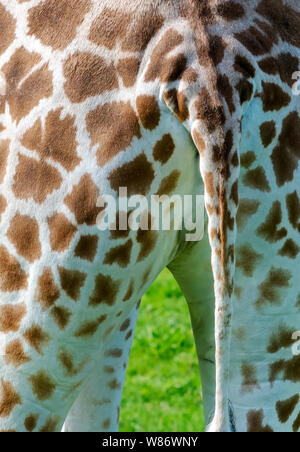 Quarti posteriori di una giraffa (Giraffa Camelopardalis) mostra che è la coda Foto Stock