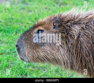 Ritratto di un capibara (Hydrochoerus hydrochaeris). Il Capibara è il roditore più grande al mondo Foto Stock