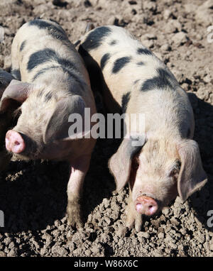 Gloucestershire vecchio spot maiali nel fango su un allevamento di suini. Foto Stock