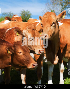 Una mandria di vacche di Guernsey è in un campo in estate il sole - sull'isola di Guernsey Foto Stock