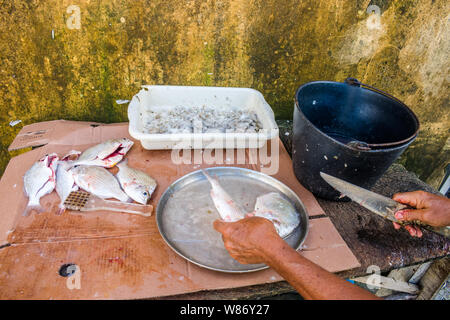 Fisherman pulizia del pesce al mercato del pesce di Itapissuma - Pernambuco, Brasile Foto Stock