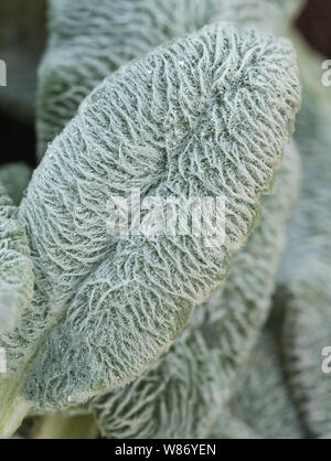 Close up di agnello l orecchio ( Stachys byzantina ) aka lanosi Hedgenettle.. Foto Stock