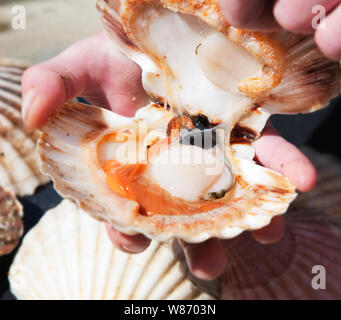 Appena catturati capesante con il loro guscio essendo aperta. Foto Stock