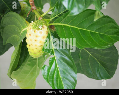 Il Noni, grande morinda, Spiaggia mulberry. Copia dello spazio. Foto Stock