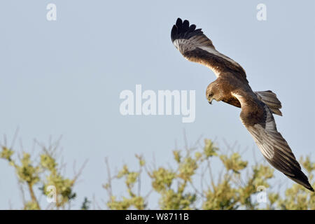 Western Marsh Harrier / Rohrweihe ( Circus aeruginosus ), maschio adulto, volare, caccia volo, guardando la preda, la fauna selvatica, l'Europa. Foto Stock