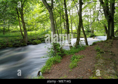 Il fiume Washburn in Nidderdale mostra che scorre veloce acqua dovuta al rilascio di acqua dal serbatoio Thruscross dalla Yorkshire Water Company per la canoa Foto Stock