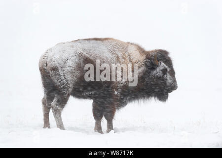 Bisonti americani / Amerikanischer ( Bison bison bison ) in inverno, coperto di neve e ghiaccio durante la nevicata, Yellowstone NP, Wyoming negli Stati Uniti. Foto Stock