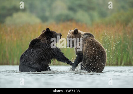 Eurasian orso bruno ( Ursus arctos ) combattimenti, lottando, in lotta, in piedi sulle zampe posteriori in acque poco profonde di un lago, l'Europa. Foto Stock