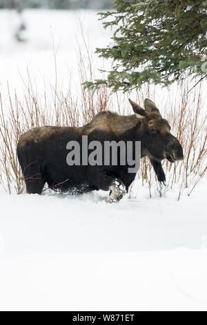 Moose / Elch ( Alces alces ) in inverno, torello, perso palchi, il roaming attraverso il suo habitat tipico, camminando attraverso la neve profonda, Yellowstone NP, STATI UNITI D'AMERICA. Foto Stock