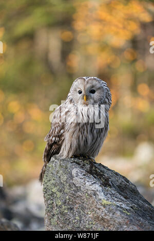 Ural Owl / Habichtskauz ( Strix uralensis ) arroccata su una roccia, la mattina presto, prima la luce del sole splende su autunnale boschi colorati in background. Foto Stock