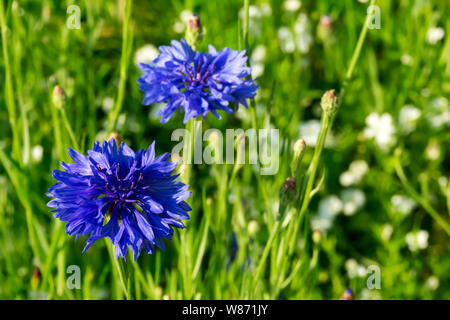 Fiori blu di fiordaliso nel campo su una verde sfondo sfocato Foto Stock