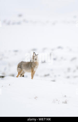 Coyote / Kojote ( Canis latrans ) in inverno in piedi nella neve sulla cima di una collina, intensivi ululati, area di Yellowstone, Wyoming negli Stati Uniti. Foto Stock