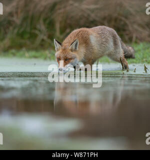 Red Fox ( Vulpes vulpes ) Adulto , a piedi attraverso, attraversando un laghetto palustre, caccia, presa dal basso punto di vista, la fauna selvatica, l'Europa. Foto Stock