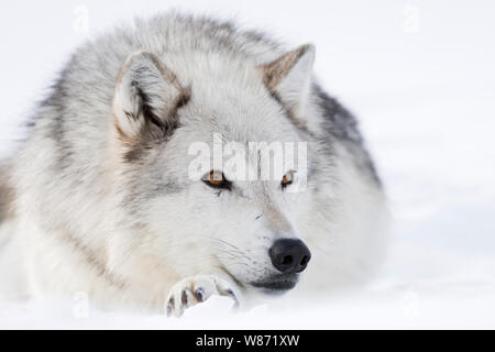 Lupo ( Canis lupus) in inverno, sdraiato, appoggiata nella neve, ambrata occhi rilassato, sembra carino, area di Yellowstone, Montana, USA. Foto Stock