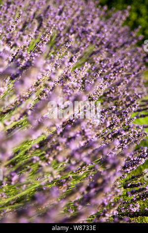 Lavanda Foto Stock