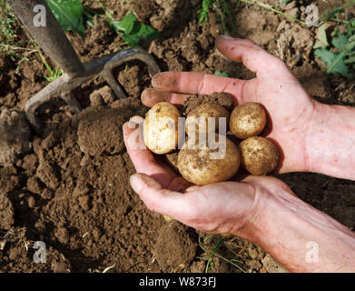 Mani tenendo alcuni appena scavato per le patate di primizia - jersey royals o charlottes Foto Stock